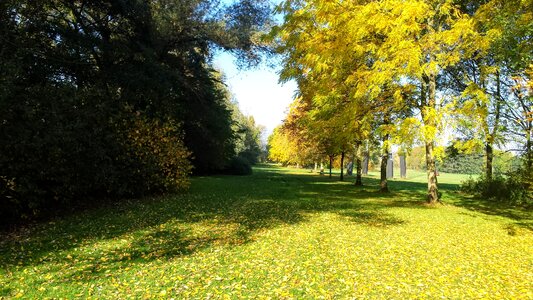 Belgium trees shrubs photo