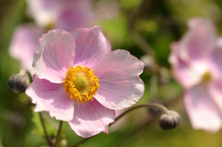 Nature tender spring