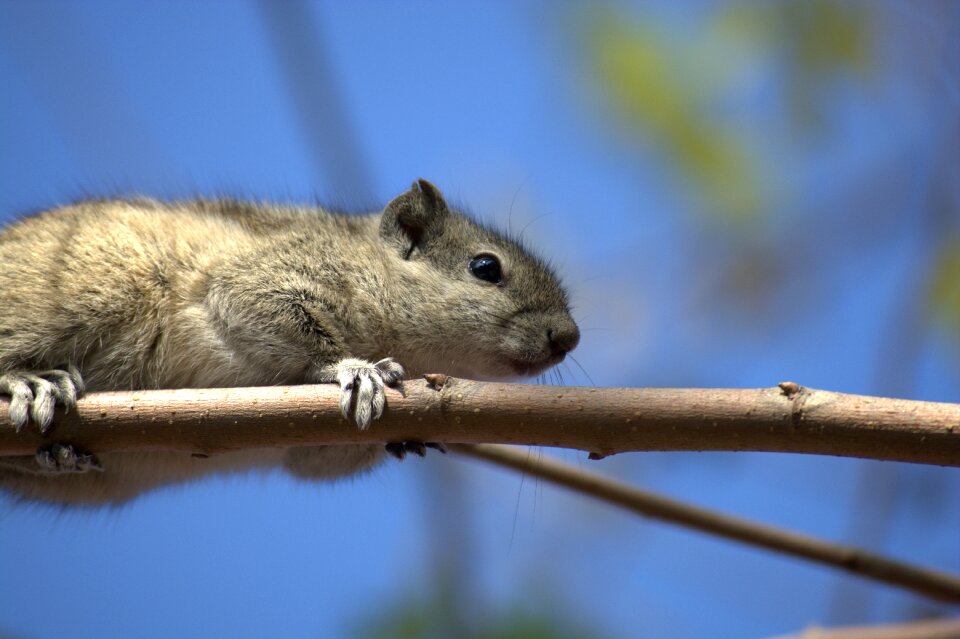 Squirrel cute animals wildlife