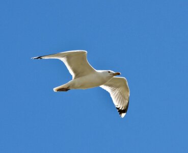 Gull sea wildlife