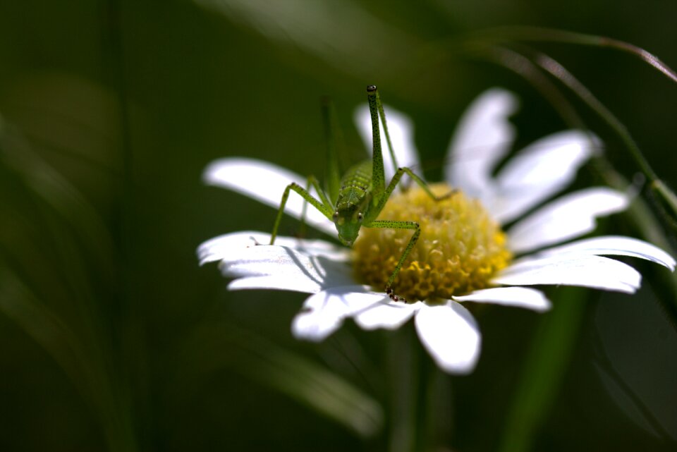 Insecta nature chamomile