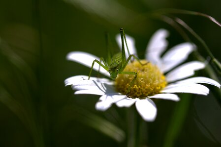 Insecta nature chamomile photo