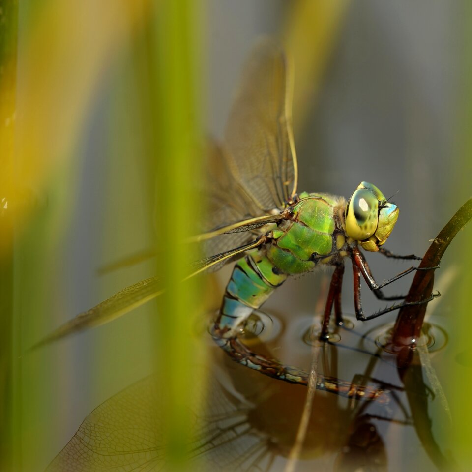 Nature macro egg laying