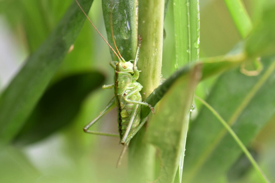 Nature insect plant photo