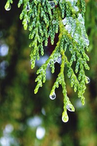 Tree cupressus sempervirens cypress under glass photo