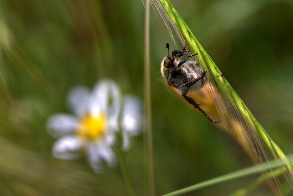Strain insecta close up