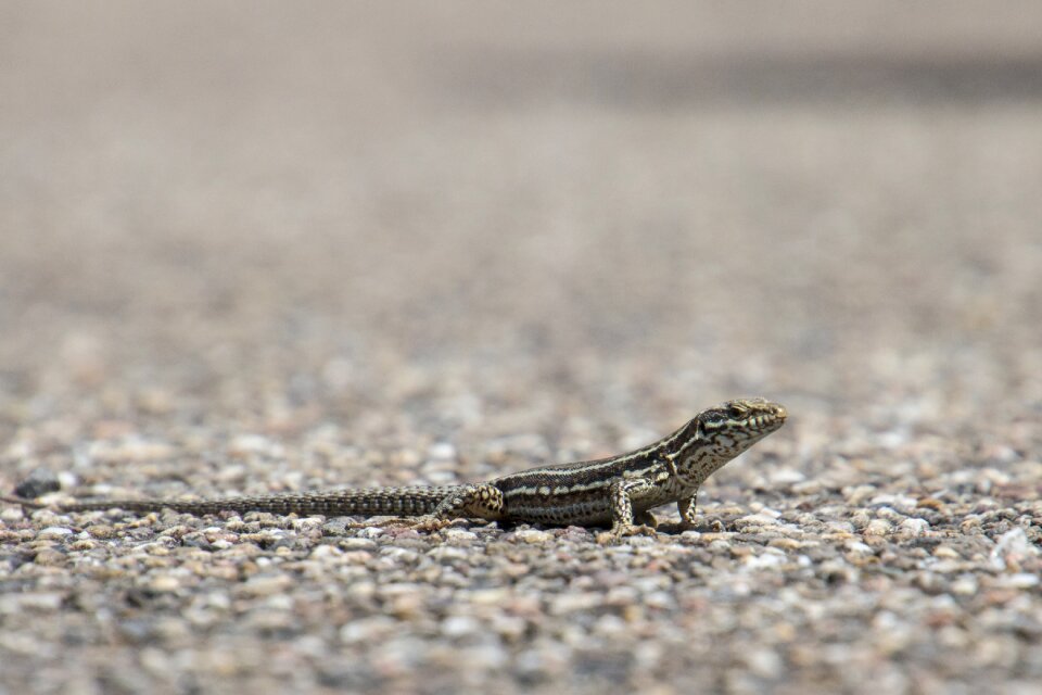 Nature lizard freedom