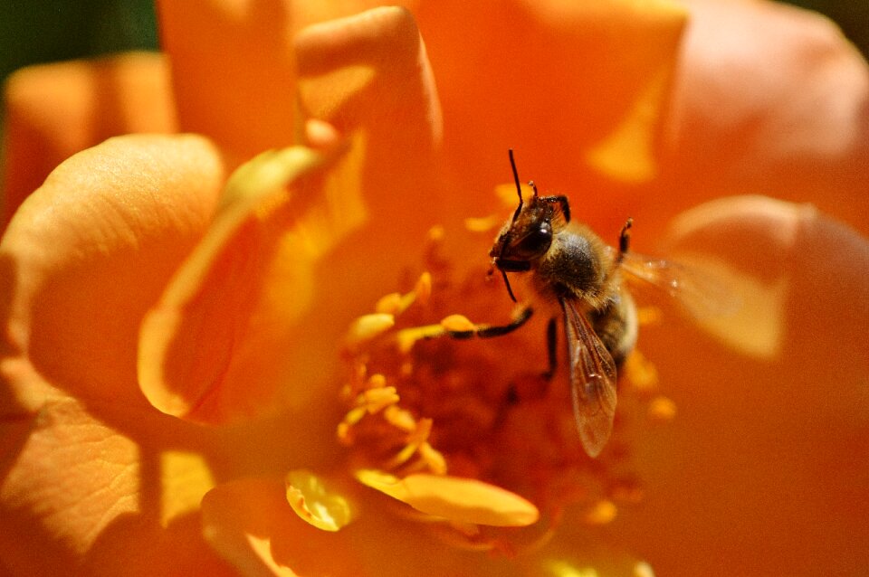 Orange yellow close up photo