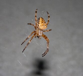 Spooky cobweb legs photo