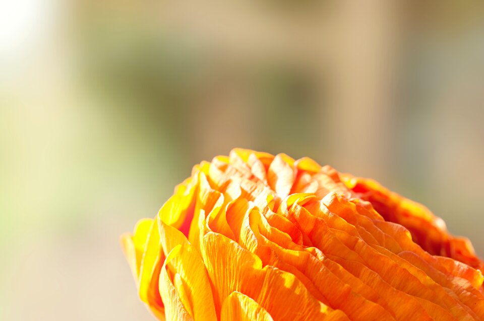 Bloom petals orange