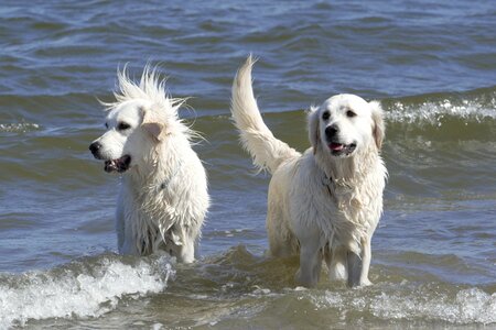 Golden retriever dogs ginger and grace photo