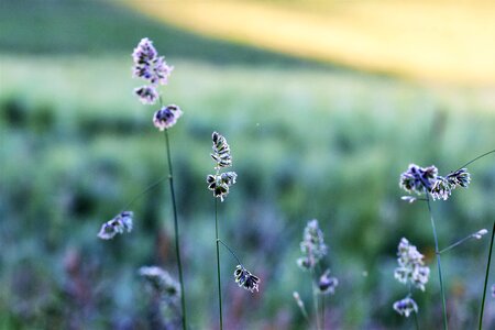 Green sunrise nature photo