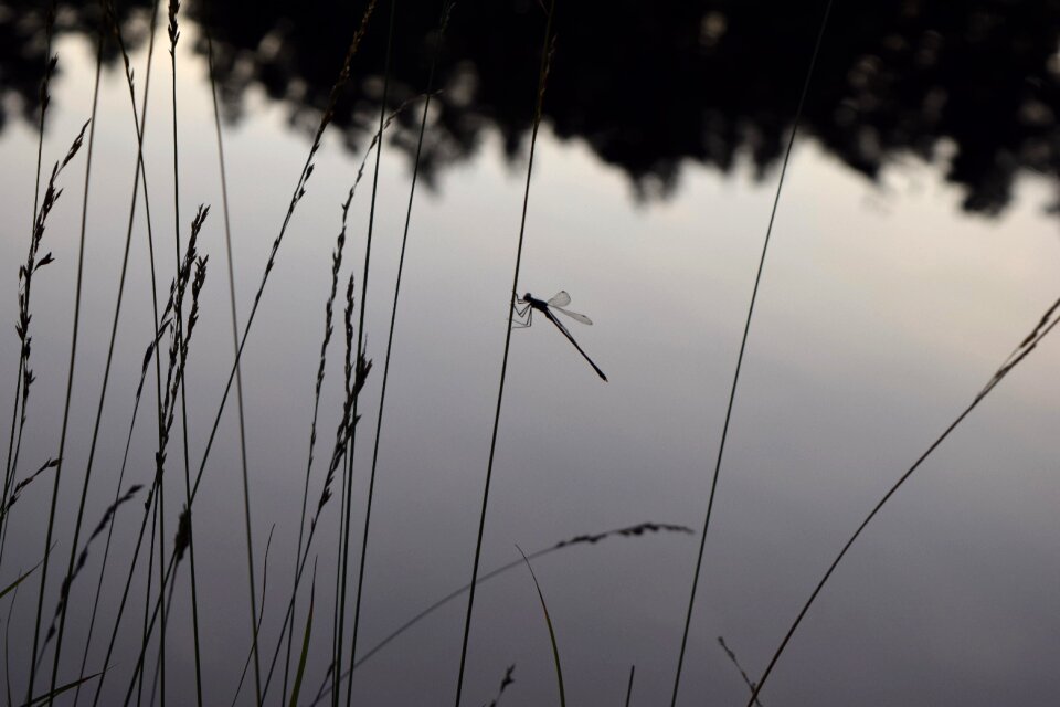 Lake dragonfly outdoor