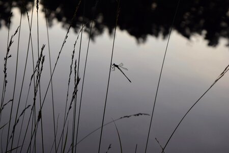 Lake dragonfly outdoor