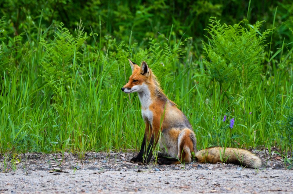 Nature animal wildlife