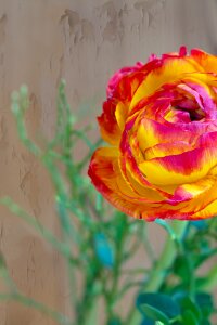 Orange yellow blossom