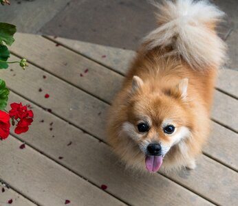 Canine cute puppy photo