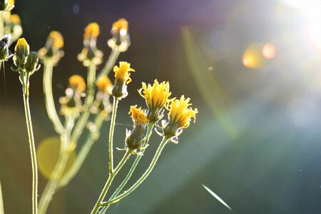 Green sunrise nature photo