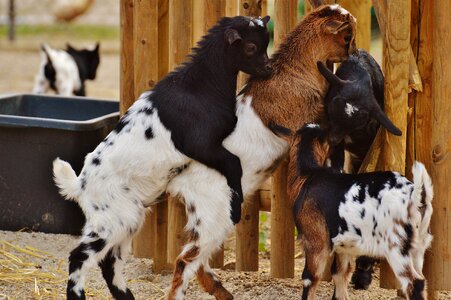 Romp cute small