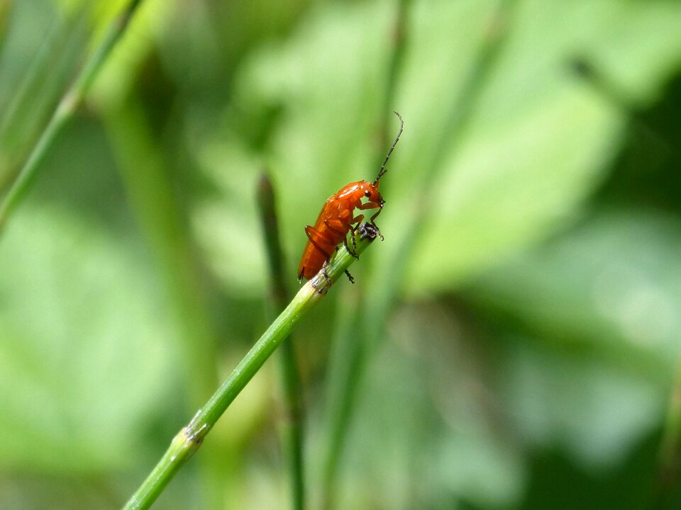 Tiny antennas greenery
