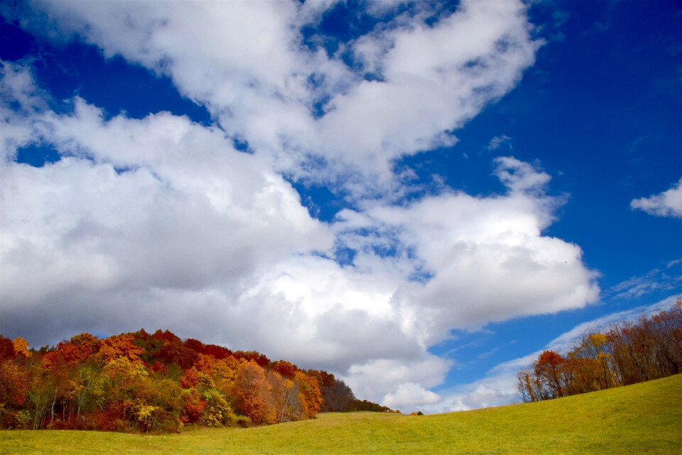 Landscape forest tree
