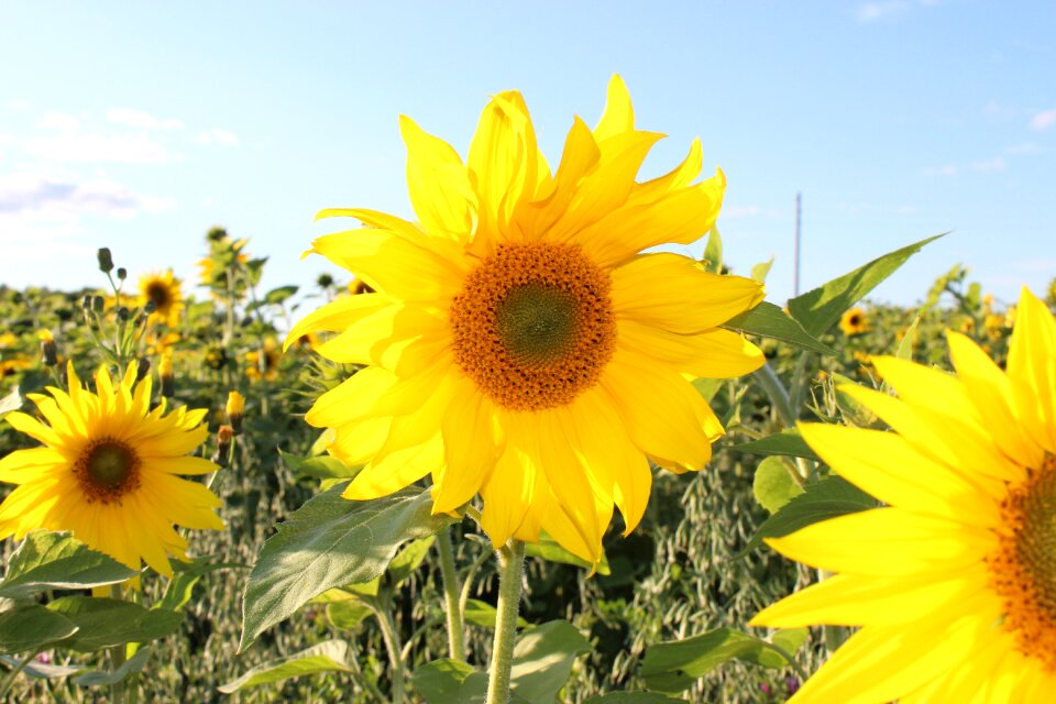 Summer flowers sun closeup