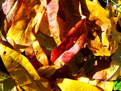 Fallen colored leaves autumn avar