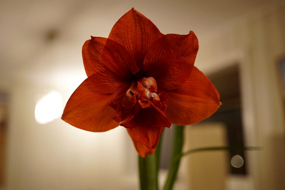 Flower thing flora beautiful