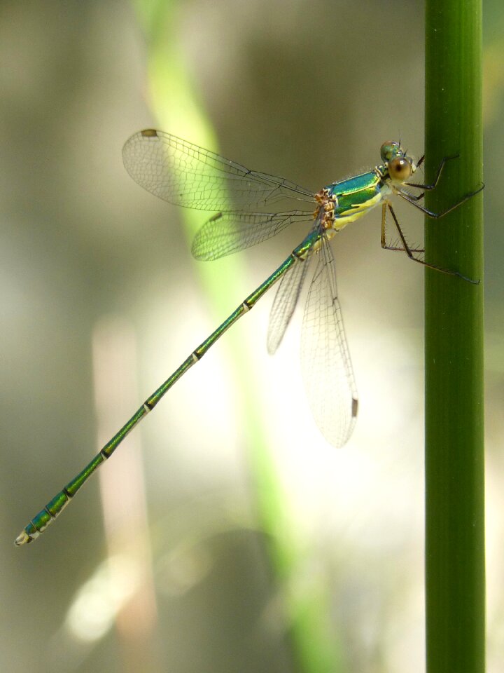 Lestes barbarus beauty alaestès verd