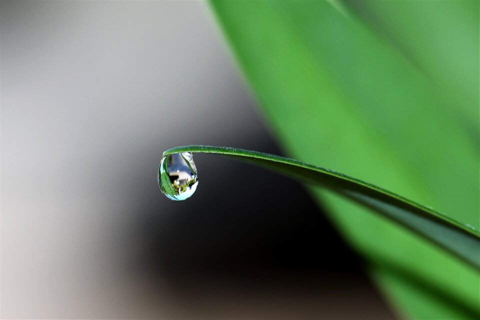 Macro blade of grass wet photo