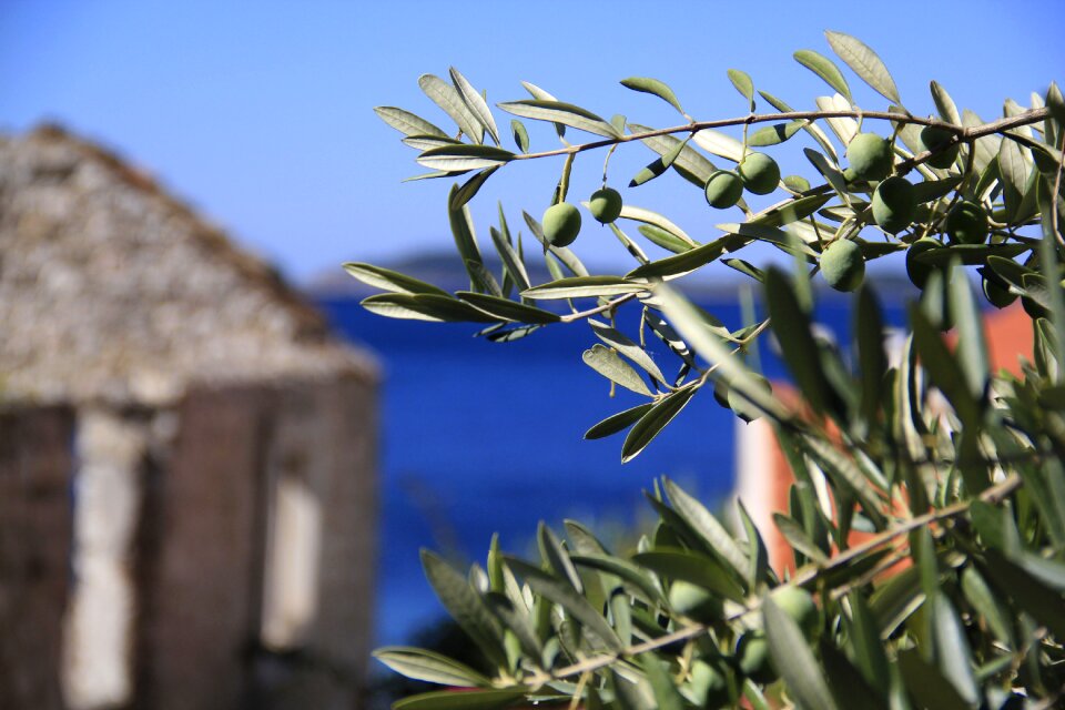 Mediterranean plant dalmatia