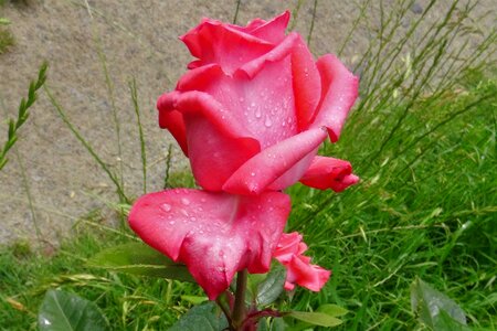 Rose morgentau drop of water
