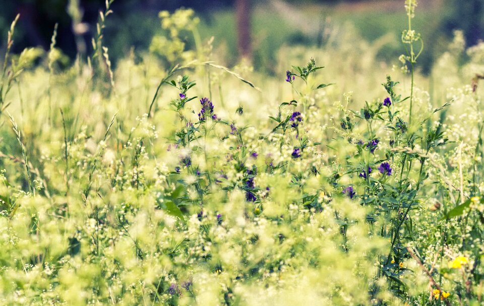 Green summer grass field