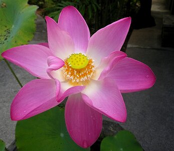 Flower lotus thailand photo