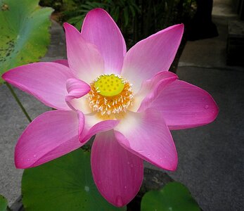 Flower lotus thailand