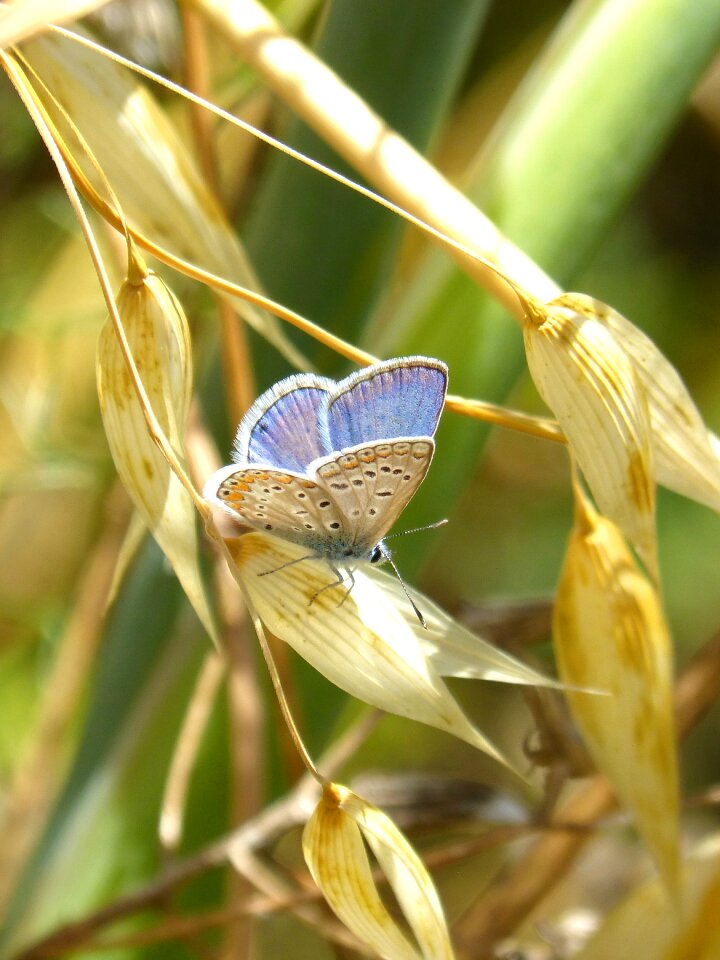 Detail polyommatus icarus blaveta