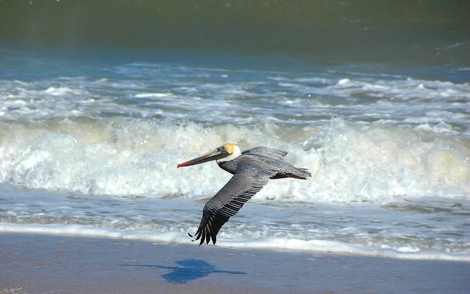 Animal nature flying
