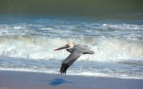 Animal nature flying