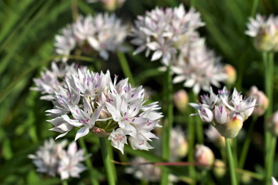 Bloom flower nature