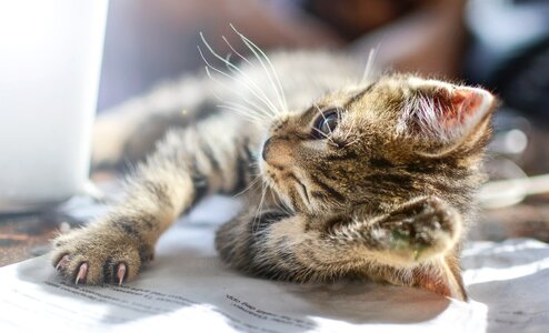 Pet animal kitty