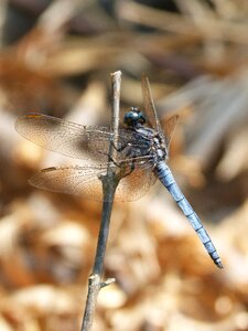 Orthetrum cancellatum dragonfly river