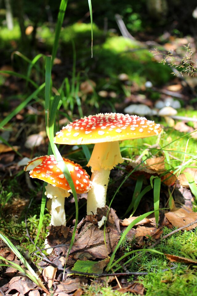 Mushrooms amanita grass