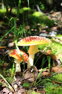 Mushrooms amanita grass