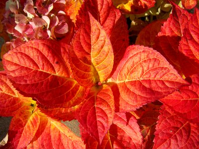 Discolored hydrangea leaves autumn red leaves photo