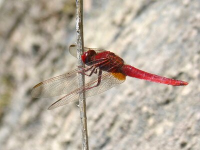 Winged insect flying insect sagnador scarlet photo