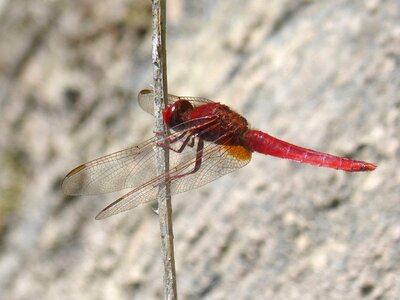 Winged insect flying insect sagnador scarlet