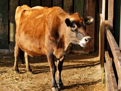 Cattle agriculture farm animals photo