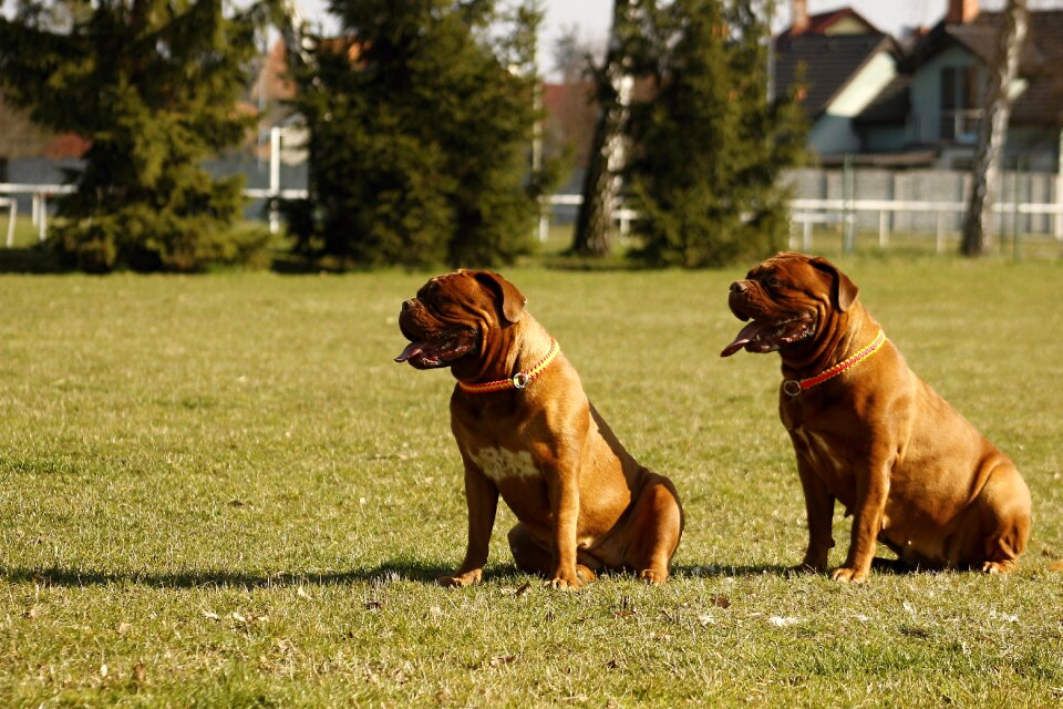 De mastiffs french