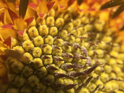 Flowers yellow flower petal
