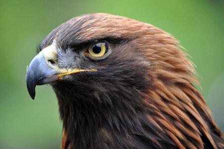 Bird of prey bird portrait photo